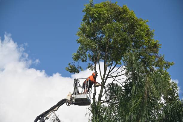 How Our Tree Care Process Works  in  Hope, AR